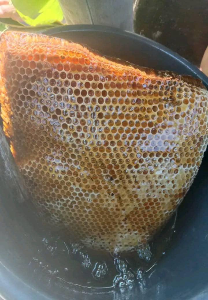 Honey hunting practices across the Philippines