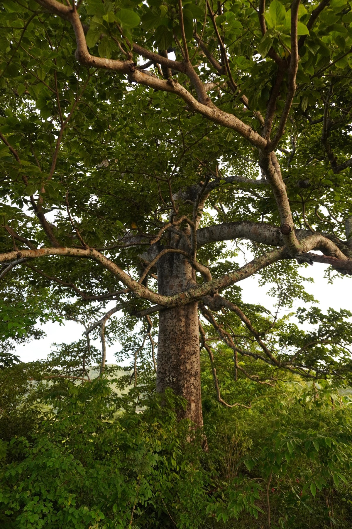 A tall forest tree in Occidental Mindoro
