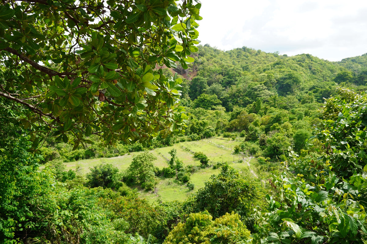 Green hills and forest in Occidental Mindoro