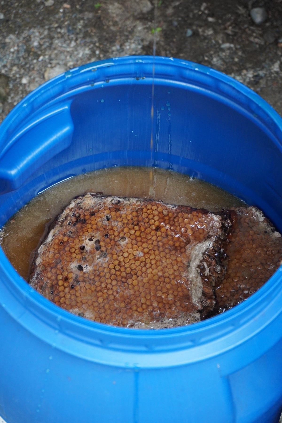 Wild honeycomb in a bucket, just gathered