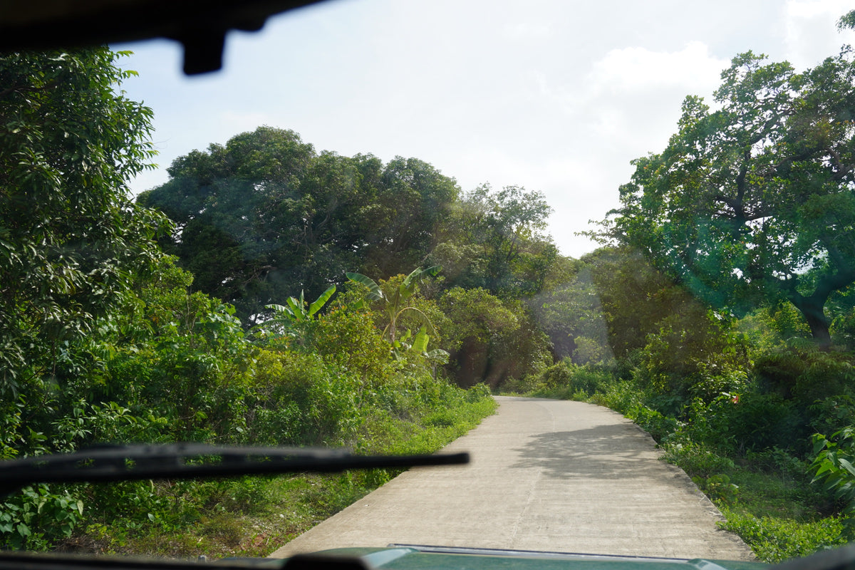 A road through the forest in Occidental Mindoro